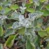 Fotografia 14 da espécie Marrubium vulgare do Jardim Botânico UTAD