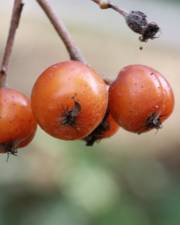 Fotografia da espécie Karpatiosorbus latifolia