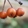 Fotografia 1 da espécie Sorbus latifolia do Jardim Botânico UTAD