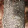 Fotografia 4 da espécie Sorbus latifolia do Jardim Botânico UTAD