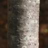 Fotografia 5 da espécie Karpatiosorbus latifolia do Jardim Botânico UTAD