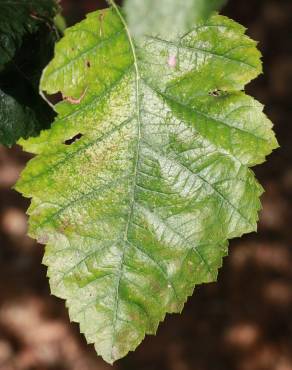 Fotografia 6 da espécie Sorbus latifolia no Jardim Botânico UTAD