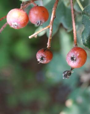 Fotografia 8 da espécie Sorbus latifolia no Jardim Botânico UTAD