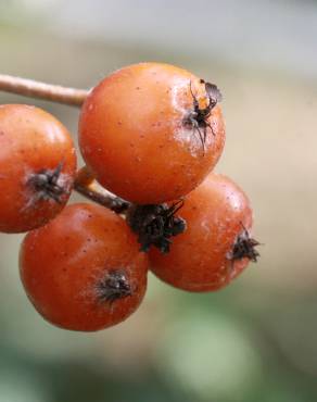 Fotografia 9 da espécie Sorbus latifolia no Jardim Botânico UTAD