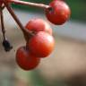 Fotografia 10 da espécie Sorbus latifolia do Jardim Botânico UTAD