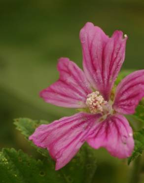 Fotografia 7 da espécie Malva sylvestris no Jardim Botânico UTAD