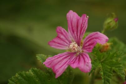 Fotografia da espécie Malva sylvestris