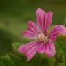 Fotografia 7 da espécie Malva sylvestris do Jardim Botânico UTAD