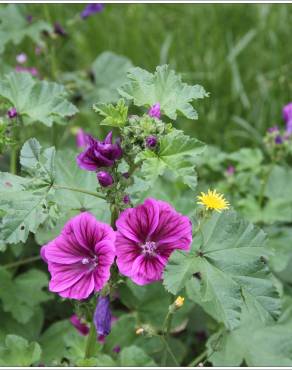 Fotografia 8 da espécie Malva sylvestris no Jardim Botânico UTAD