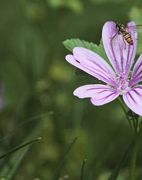 Fotografia 9 da espécie Malva sylvestris no Jardim Botânico UTAD