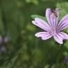 Fotografia 9 da espécie Malva sylvestris do Jardim Botânico UTAD