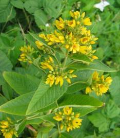 Fotografia da espécie Lysimachia vulgaris