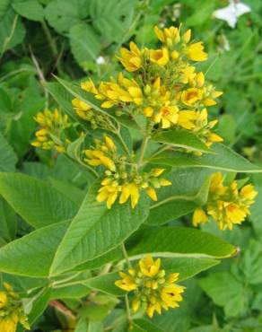 Fotografia 11 da espécie Lysimachia vulgaris no Jardim Botânico UTAD