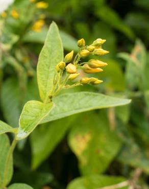 Fotografia 12 da espécie Lysimachia vulgaris no Jardim Botânico UTAD