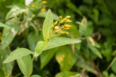 Fotografia da espécie Lysimachia vulgaris