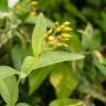 Fotografia 12 da espécie Lysimachia vulgaris do Jardim Botânico UTAD