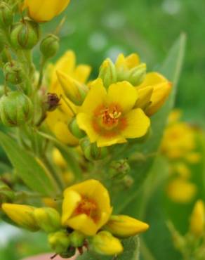 Fotografia 15 da espécie Lysimachia vulgaris no Jardim Botânico UTAD