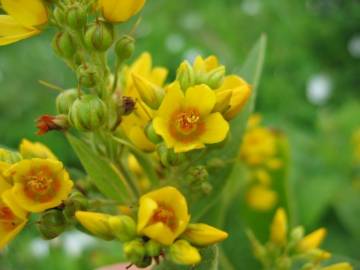 Fotografia da espécie Lysimachia vulgaris