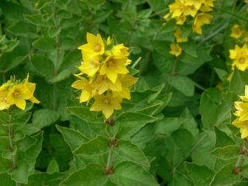 Fotografia da espécie Lysimachia vulgaris