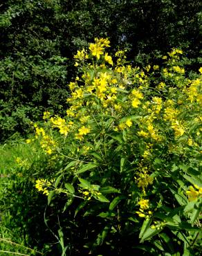 Fotografia 17 da espécie Lysimachia vulgaris no Jardim Botânico UTAD