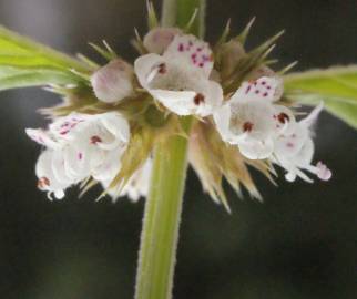 Fotografia da espécie Lycopus europaeus