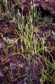 Fotografia da espécie Lycopodium clavatum