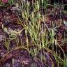 Fotografia 8 da espécie Lycopodium clavatum do Jardim Botânico UTAD