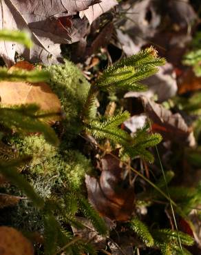 Fotografia 9 da espécie Lycopodium clavatum no Jardim Botânico UTAD