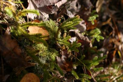 Fotografia da espécie Lycopodium clavatum