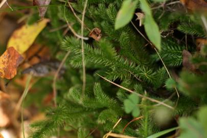 Fotografia da espécie Lycopodium clavatum