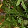 Fotografia 10 da espécie Lycopodium clavatum do Jardim Botânico UTAD