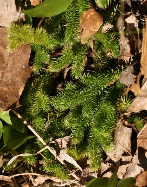 Fotografia 11 da espécie Lycopodium clavatum no Jardim Botânico UTAD