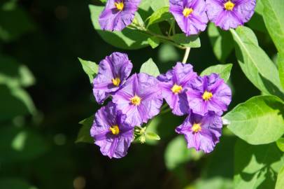 Fotografia da espécie Lycianthes rantonnetii