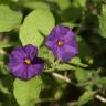 Fotografia 10 da espécie Lycianthes rantonnetii do Jardim Botânico UTAD