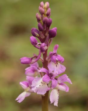 Fotografia 9 da espécie Orchis mascula no Jardim Botânico UTAD