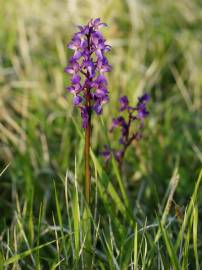 Fotografia da espécie Orchis mascula