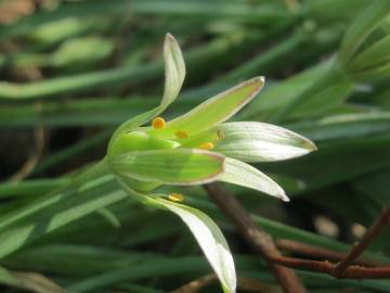 Fotografia da espécie Ornithogalum umbellatum