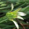 Fotografia 7 da espécie Ornithogalum umbellatum do Jardim Botânico UTAD