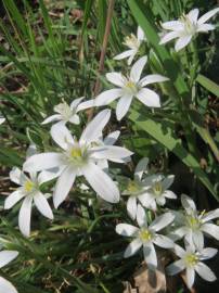 Fotografia da espécie Ornithogalum umbellatum