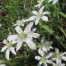 Fotografia 8 da espécie Ornithogalum umbellatum do Jardim Botânico UTAD