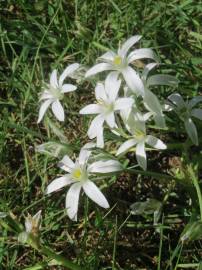 Fotografia da espécie Ornithogalum umbellatum