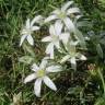 Fotografia 9 da espécie Ornithogalum umbellatum do Jardim Botânico UTAD