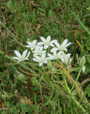 Fotografia 10 da espécie Ornithogalum umbellatum no Jardim Botânico UTAD