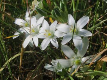 Fotografia da espécie Ornithogalum umbellatum