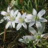 Fotografia 11 da espécie Ornithogalum umbellatum do Jardim Botânico UTAD