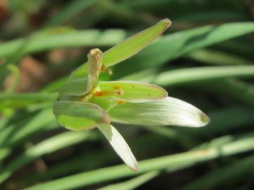 Fotografia da espécie Ornithogalum umbellatum