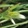 Fotografia 12 da espécie Ornithogalum umbellatum do Jardim Botânico UTAD