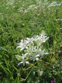 Fotografia da espécie Ornithogalum umbellatum