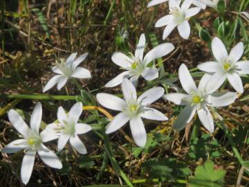 Fotografia da espécie Ornithogalum umbellatum