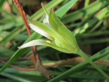 Fotografia da espécie Ornithogalum umbellatum